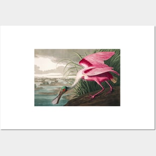 Roseate Spoonbill Robert Havell after John James Audubon 1827 Art Print Posters and Art